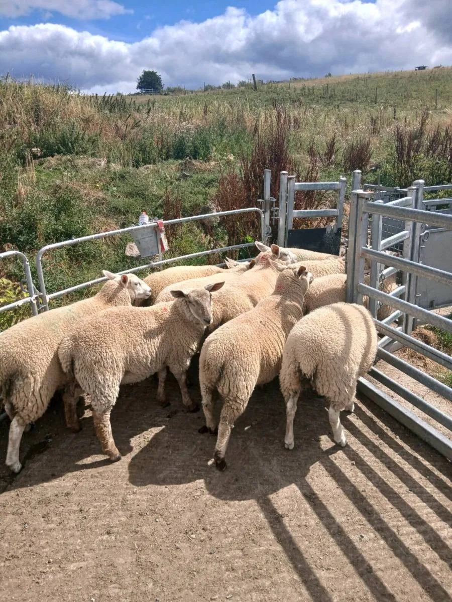 Organic ewe lambs - Image 1