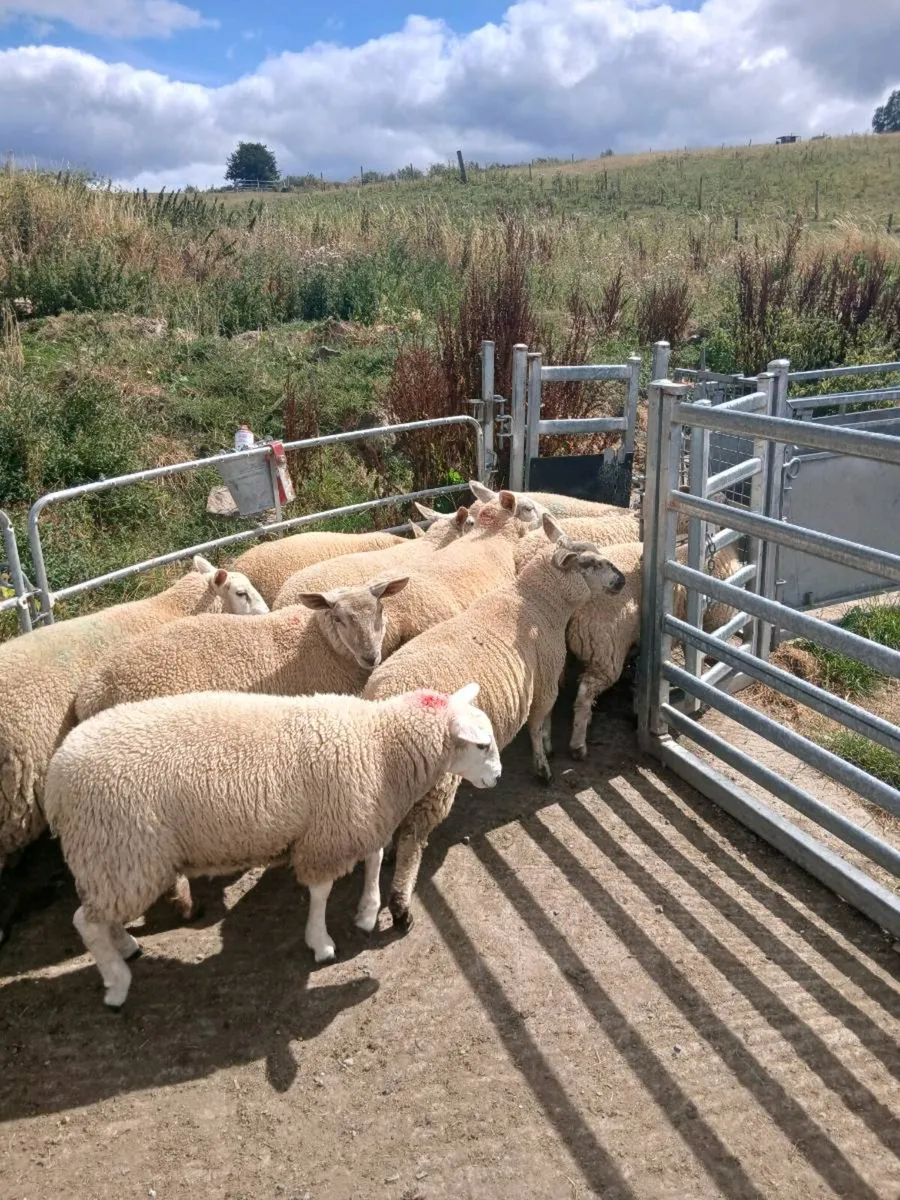 Organic ewe lambs - Image 3