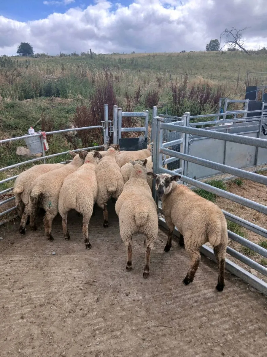 Organic ewe lambs - Image 4
