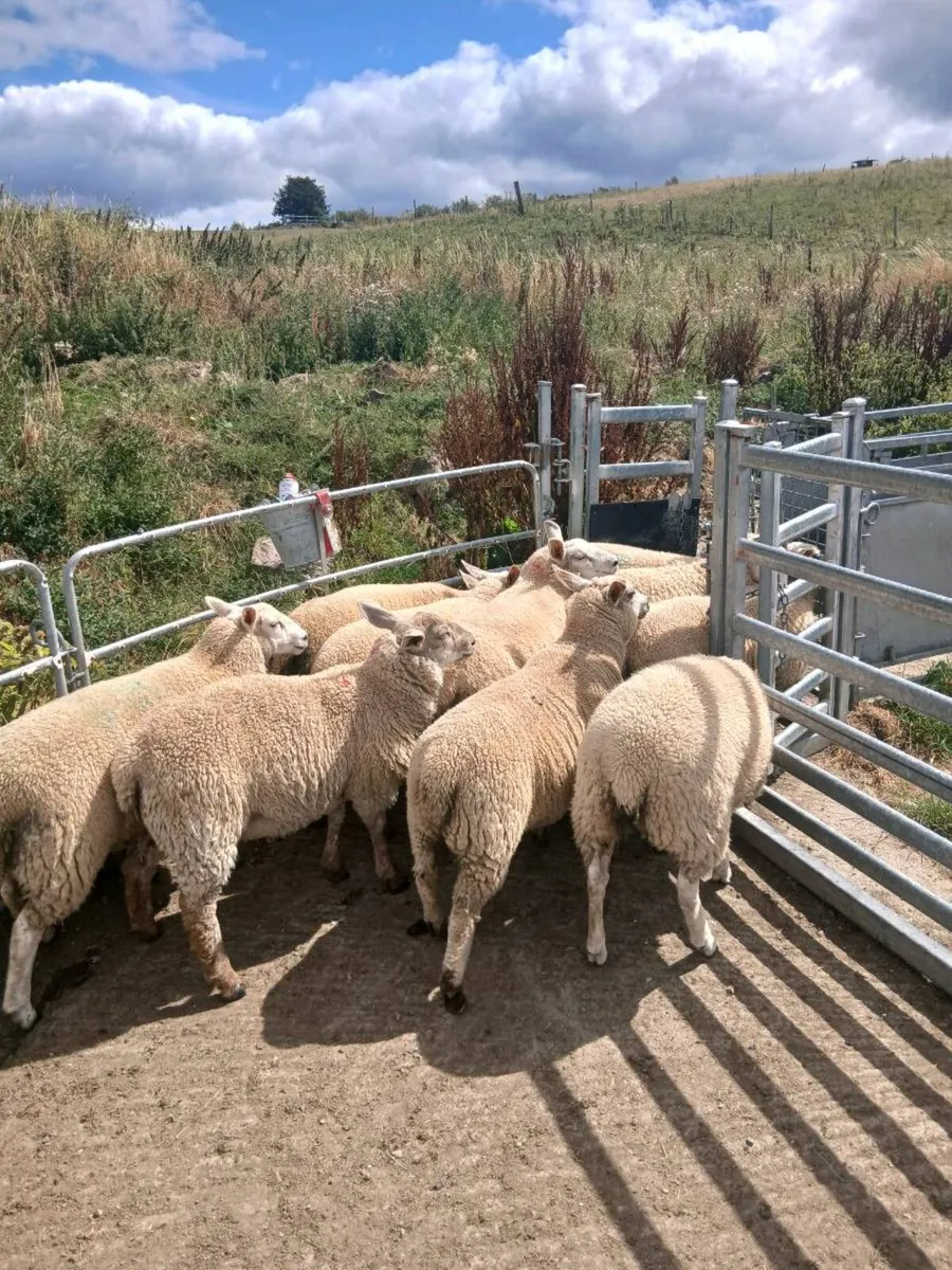 Organic ewe lambs - Image 2
