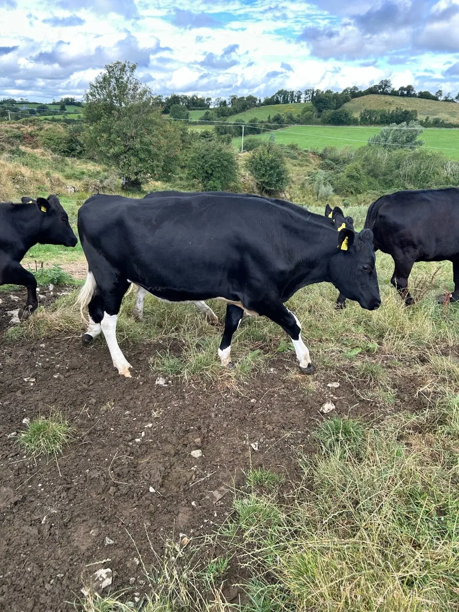 Maiden FR Heifers for bull - Image 1