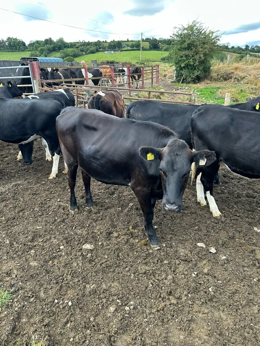 Maiden FR Heifers for bull - Image 3