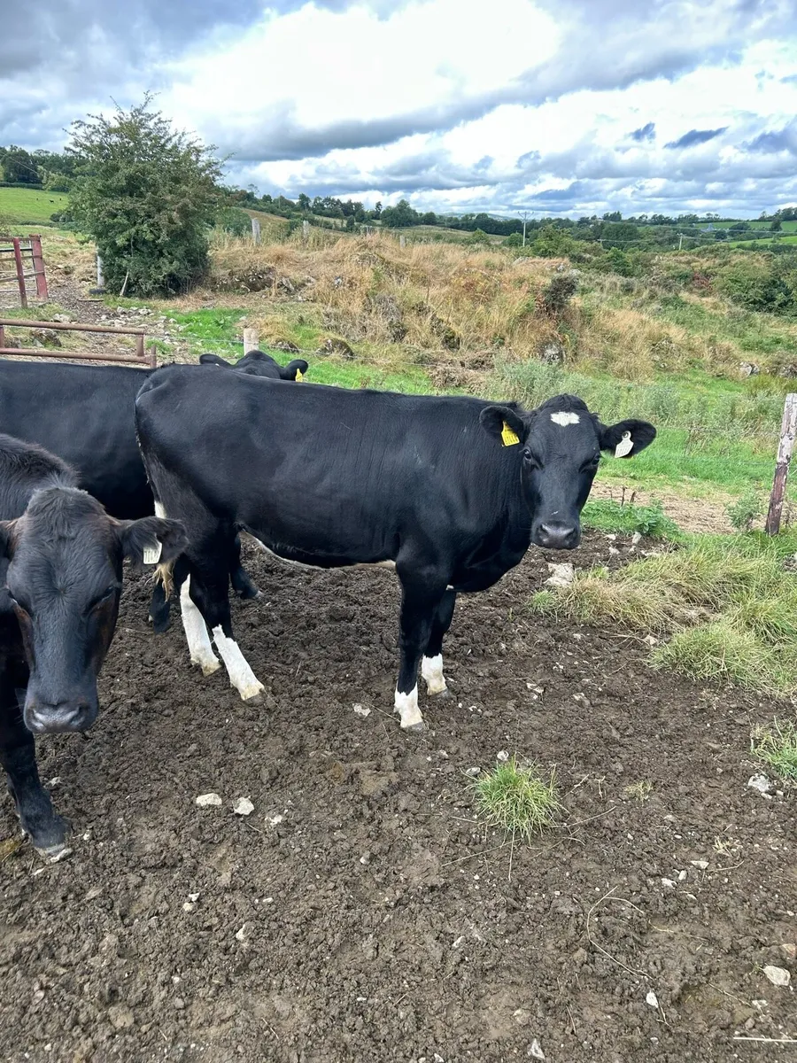 Maiden FR Heifers for bull - Image 2
