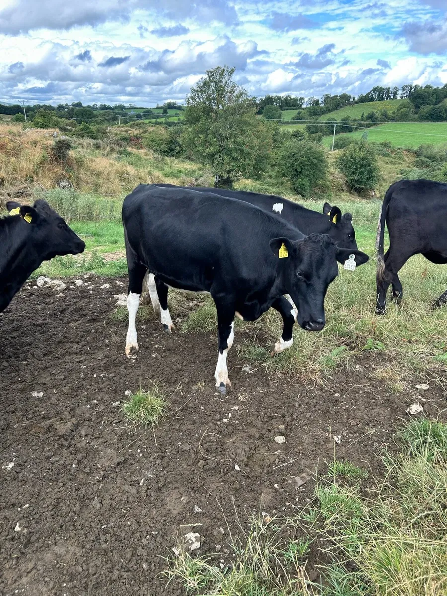 Maiden FR Heifers for bull - Image 4
