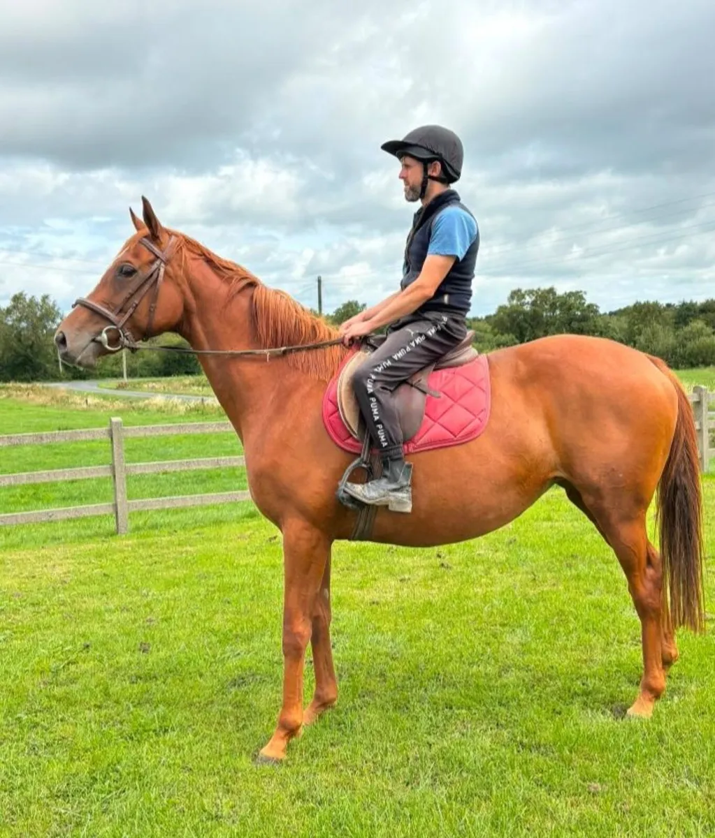 TB Mare - Image 1