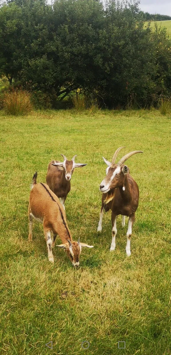 Female goats - Image 1