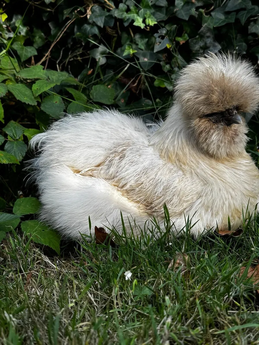Silkie - Image 1