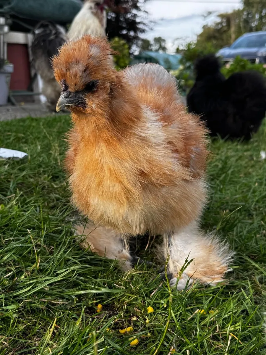 Silkie - Image 3