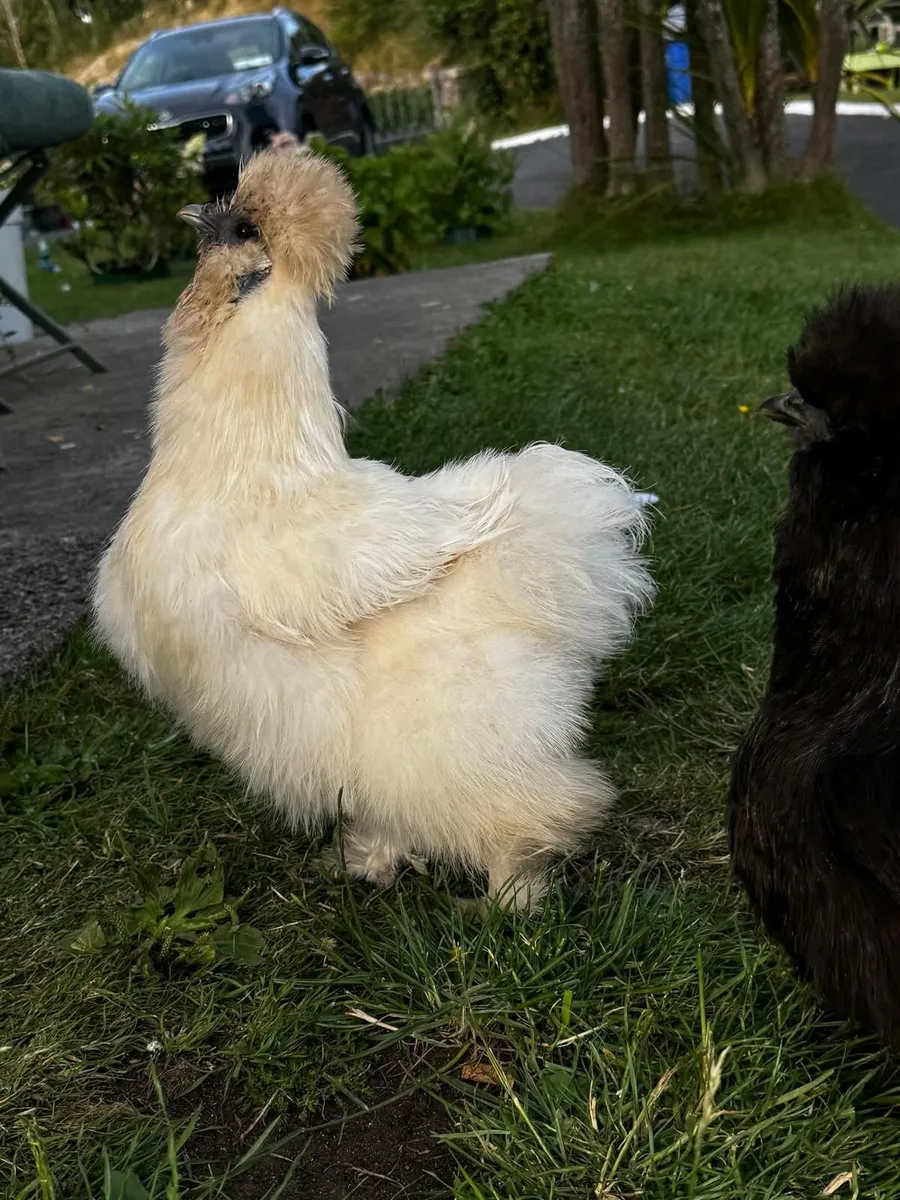 Silkie - Image 2
