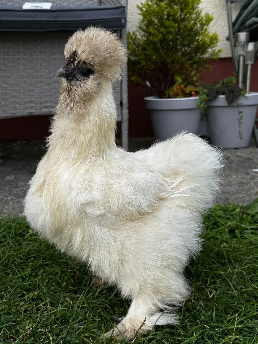 Silkie - Image 4