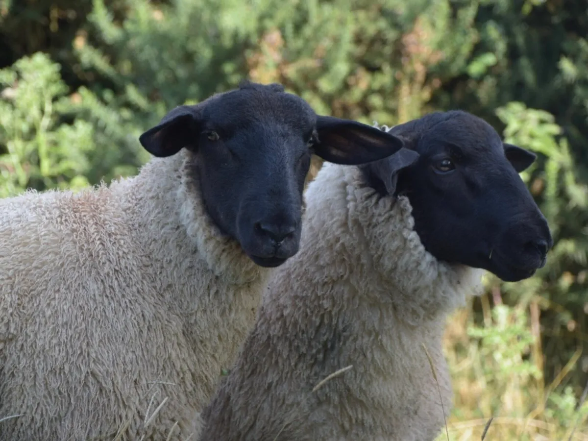 New Zealand Suffolk Ram Lambs - Image 1