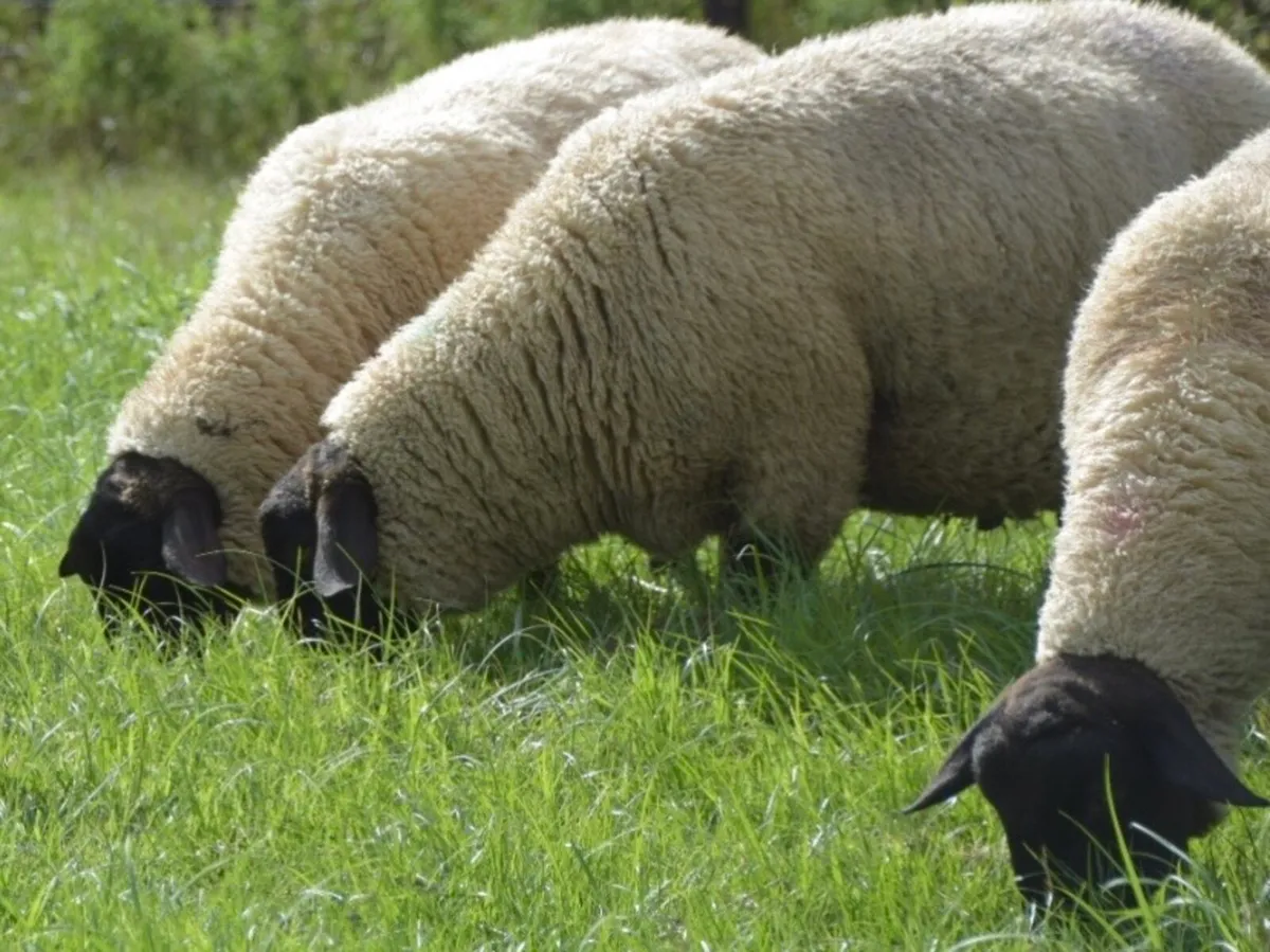 New Zealand Suffolk Ram Lambs - Image 2