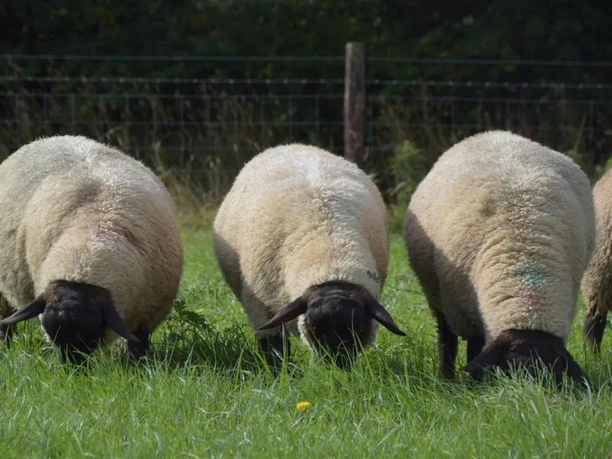 New Zealand Suffolk Ram Lambs - Image 3