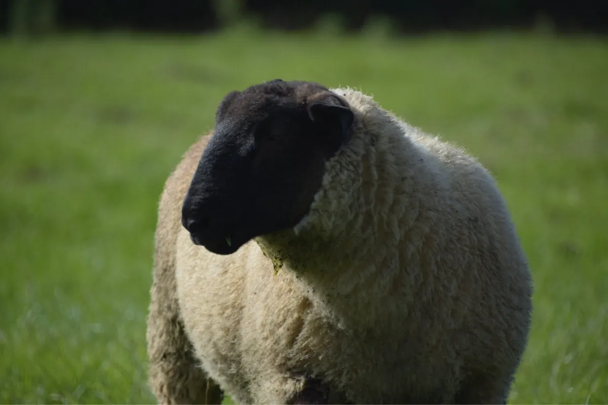 New Zealand Suffolk Ram Lambs - Image 4