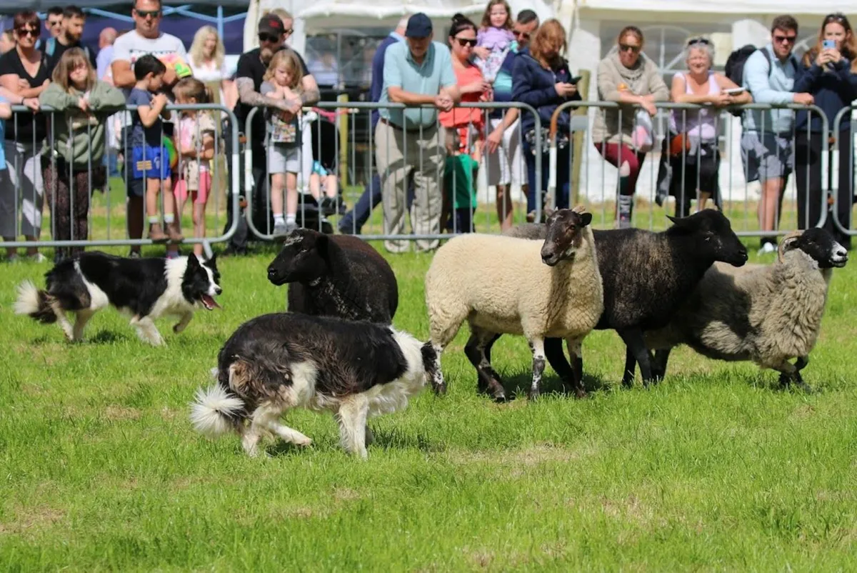 Ballygarvan Agricultural show - Image 3