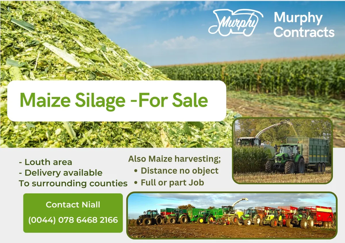 Maize Silage - Image 1