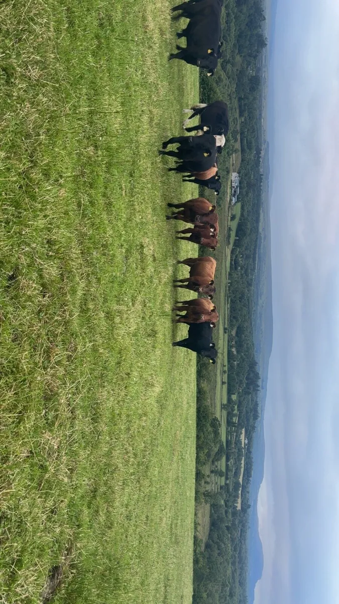 Organic PB Dexter Heifers + Cows - Image 1
