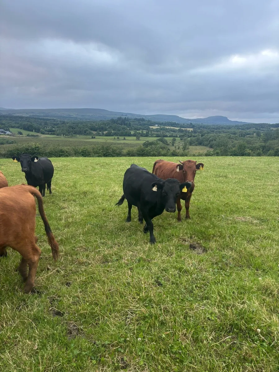 Organic PB Dexter Heifers + Cows - Image 2