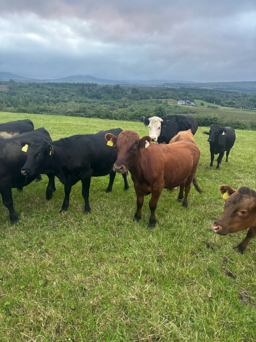 Organic PB Dexter Heifers + Cows - Image 3