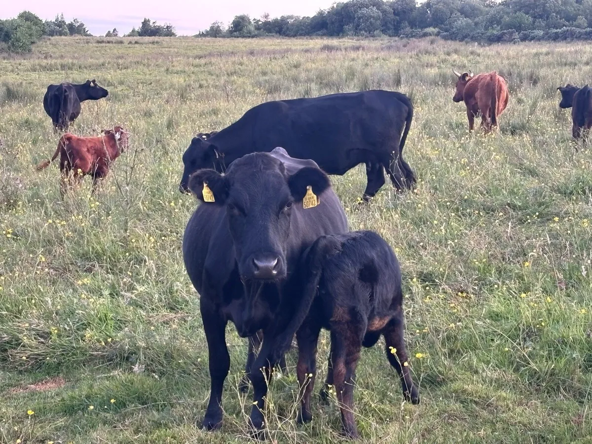 Organic PB Dexter Heifers + Cows - Image 4