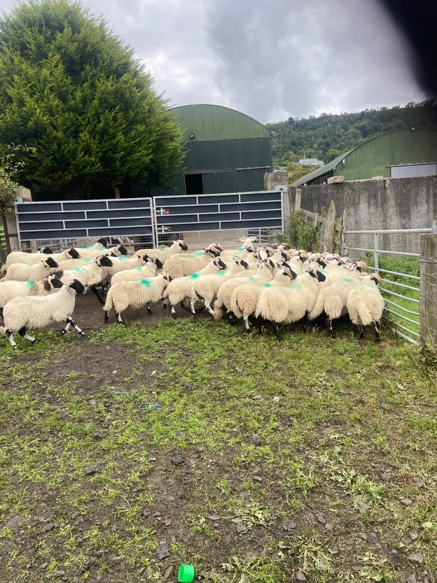 Sheep - Image 1