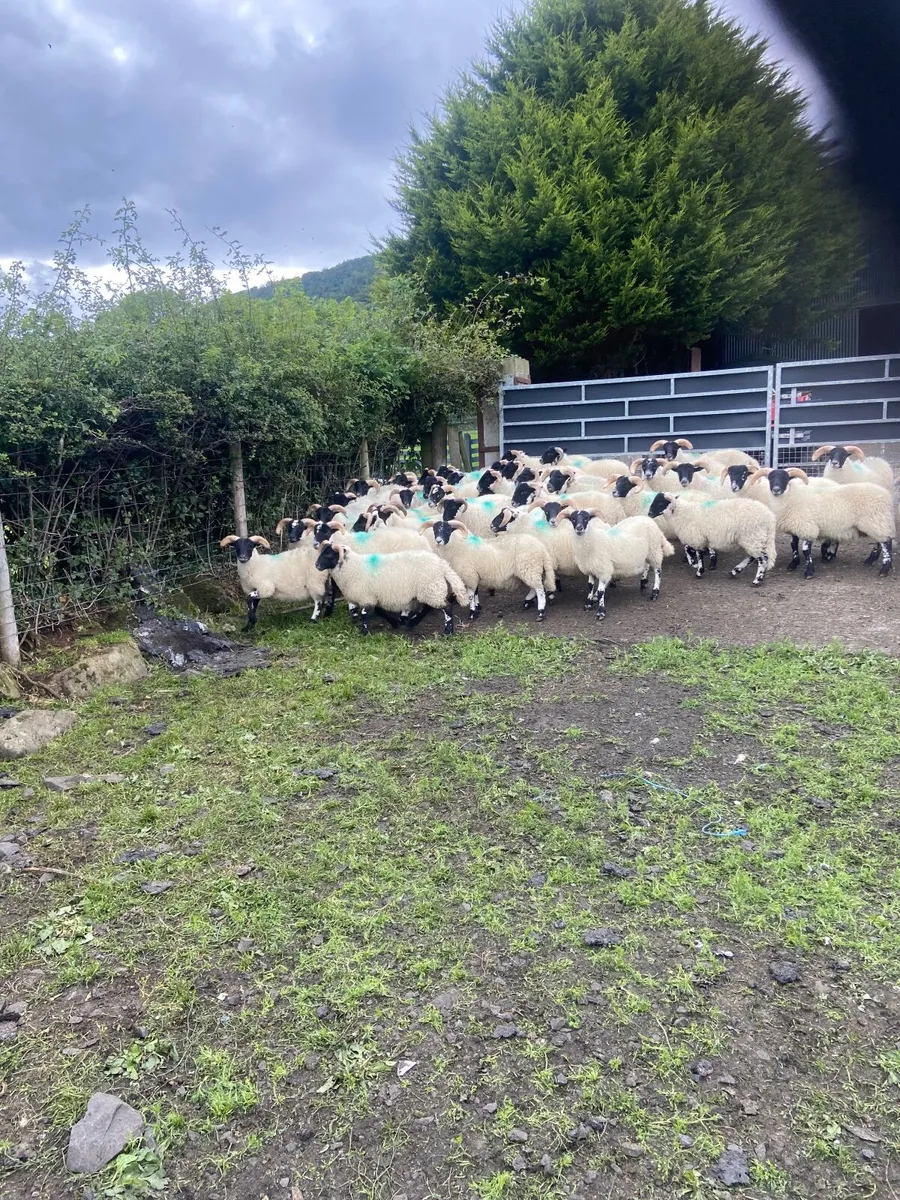 Sheep - Image 2
