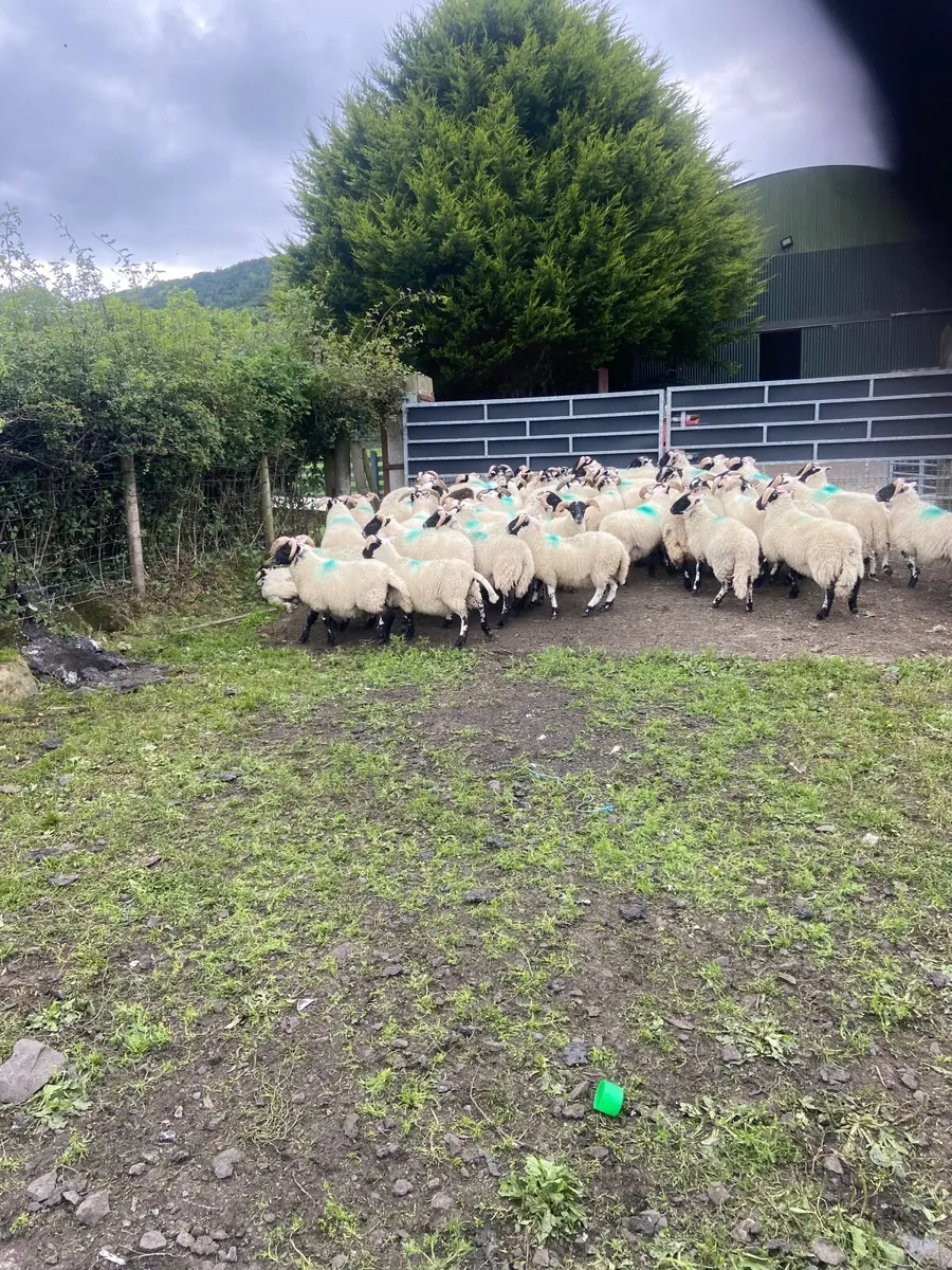 Sheep - Image 3