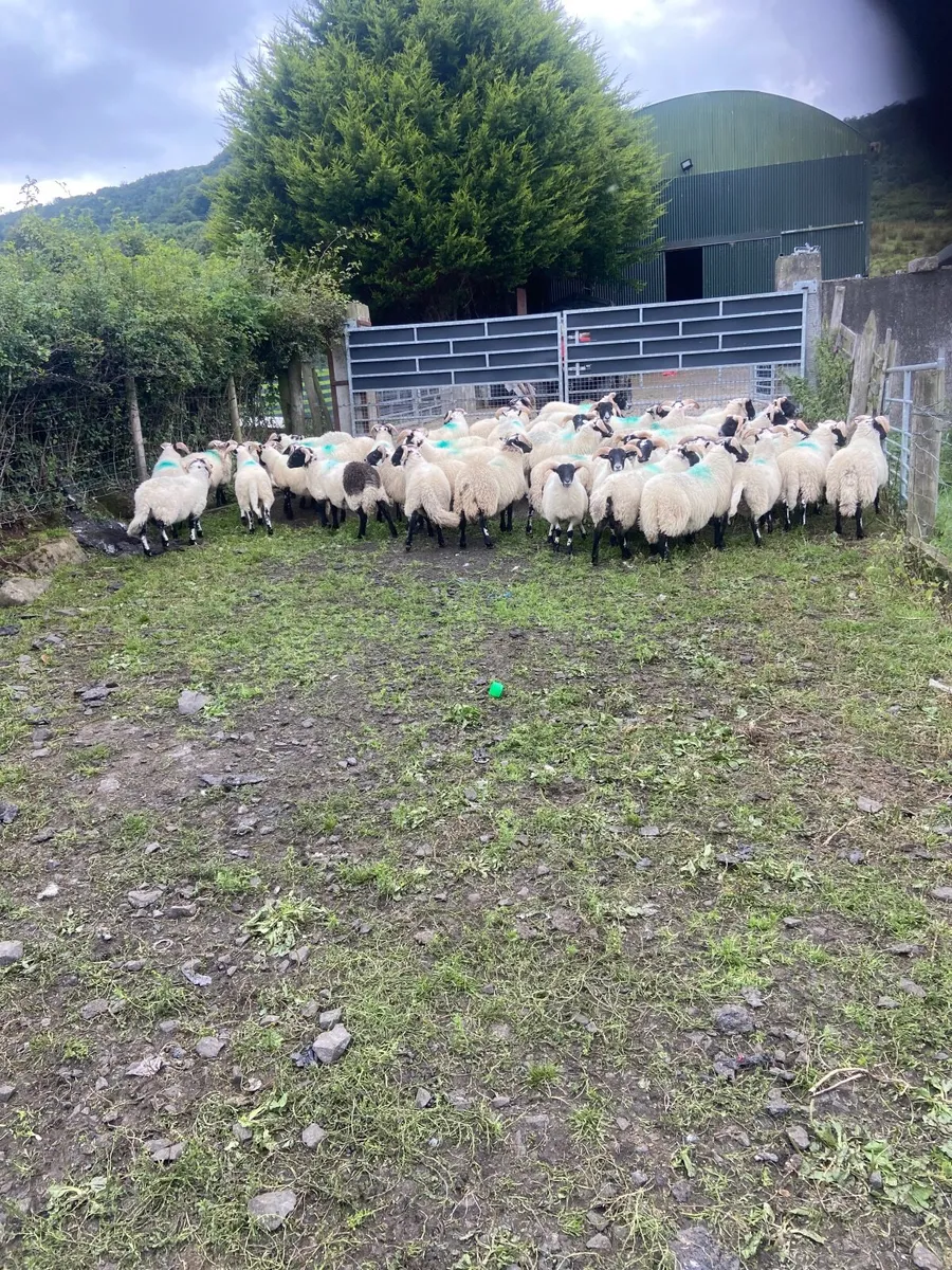 Sheep - Image 4