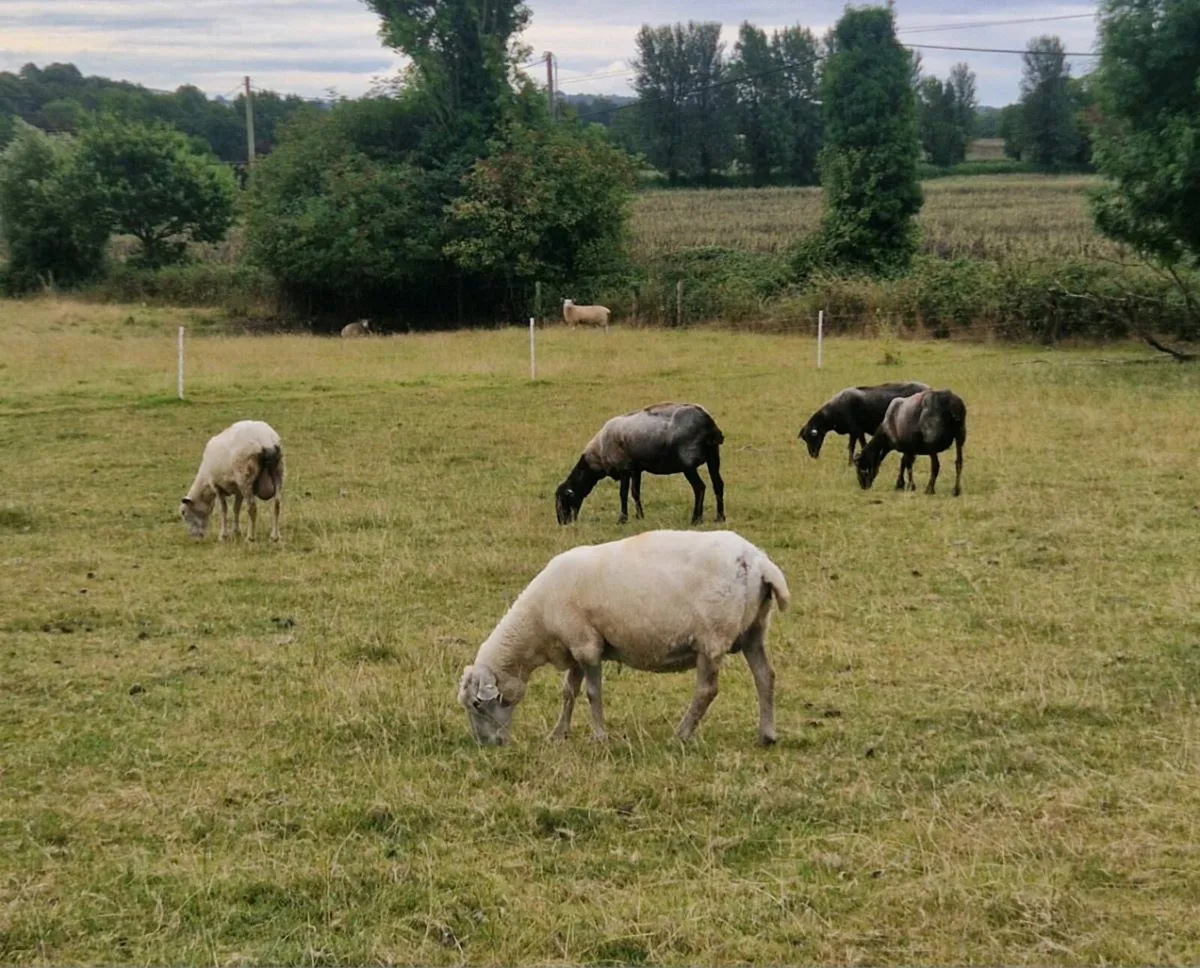 Aged ewes - Image 1