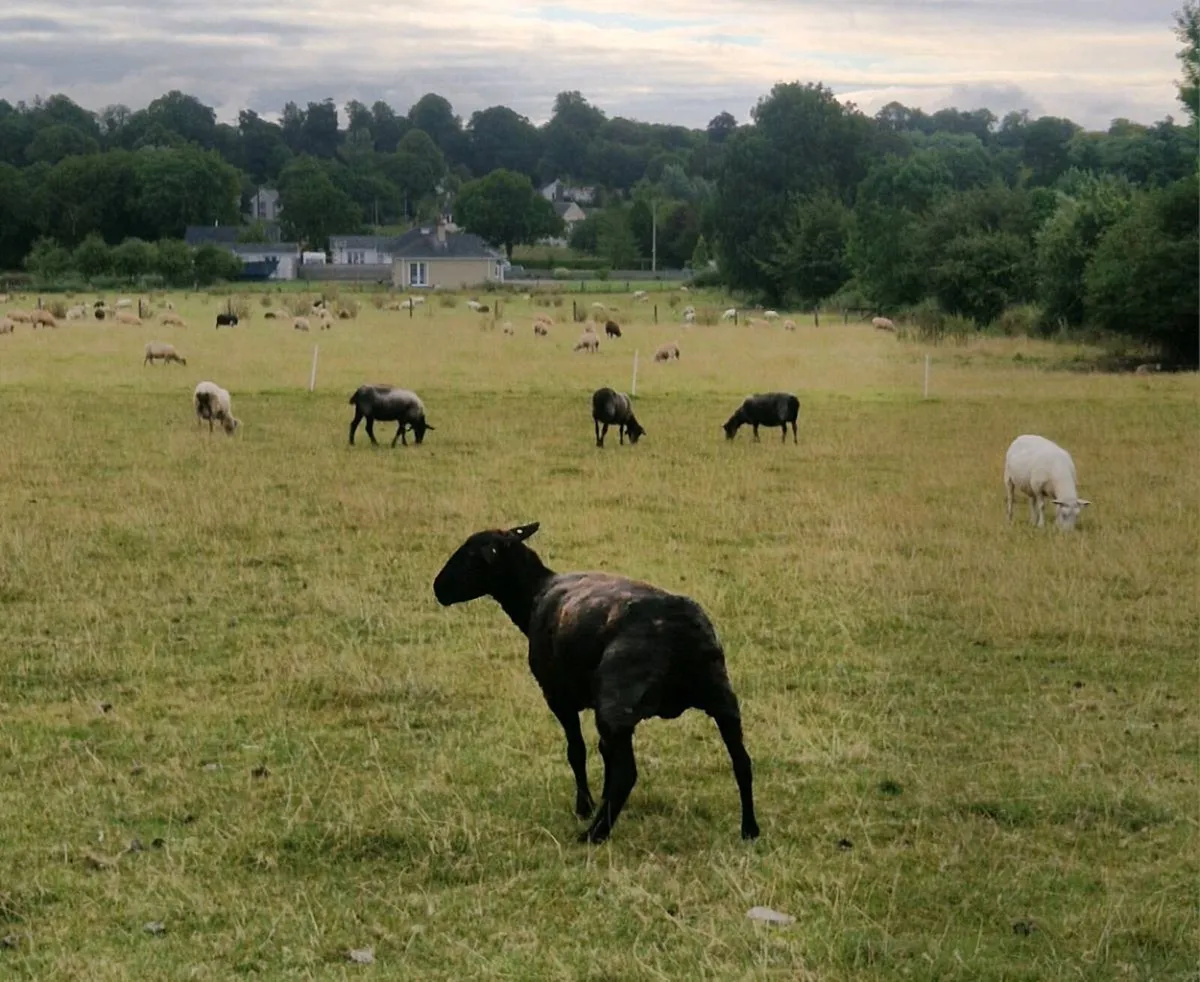 Aged ewes - Image 2