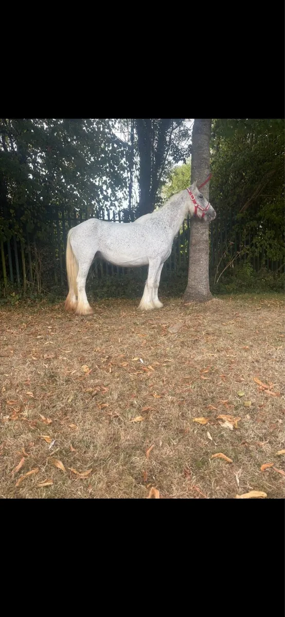Pony - Image 4