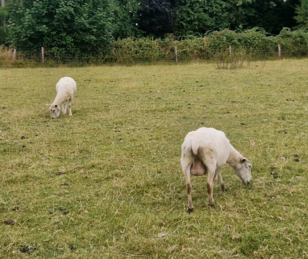 Aged ewes - Image 3