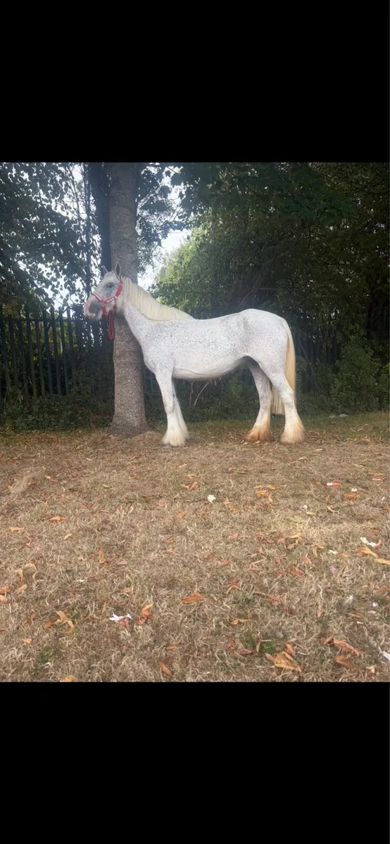 Pony - Image 3