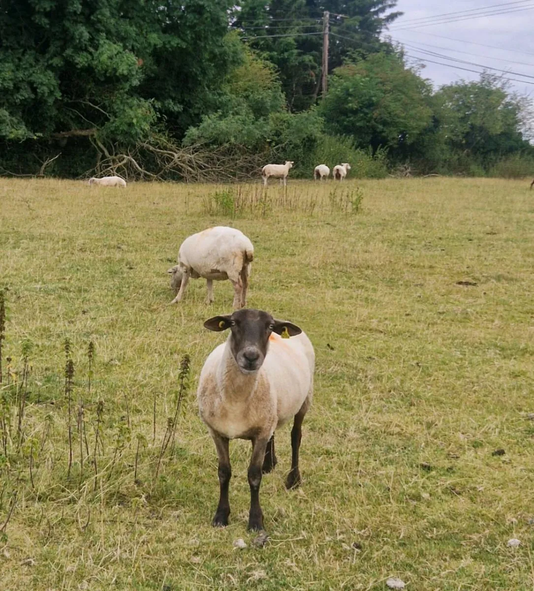 Aged ewes - Image 4