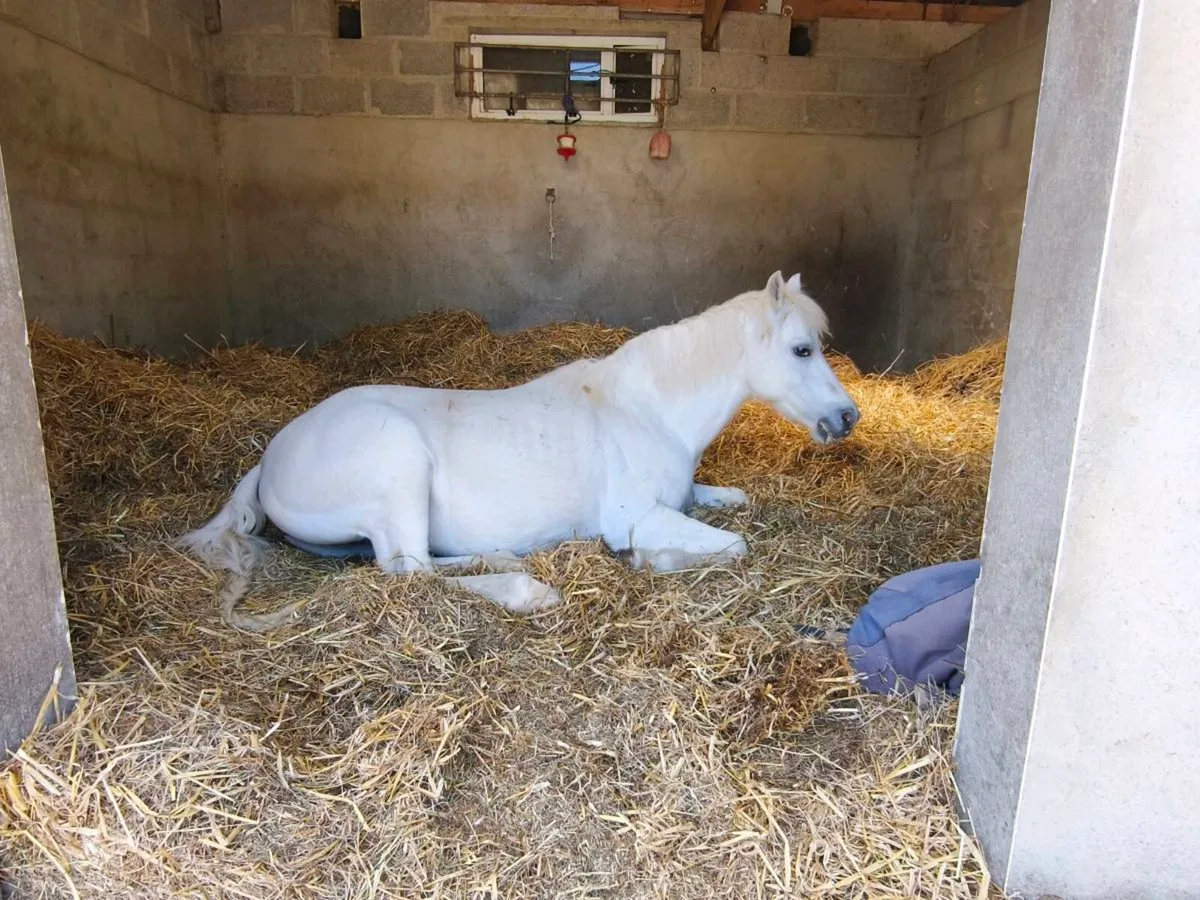 Bombproof Lead Rein Pony - Image 4