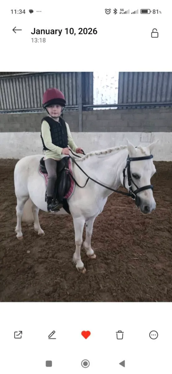 Bombproof Lead Rein Pony - Image 1