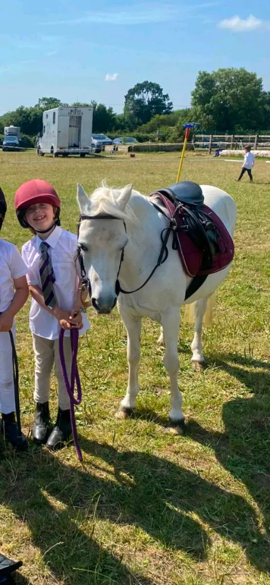 Bombproof Lead Rein Pony - Image 2