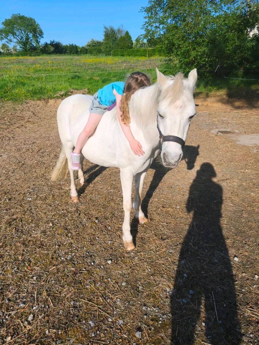 Bombproof Lead Rein Pony - Image 3