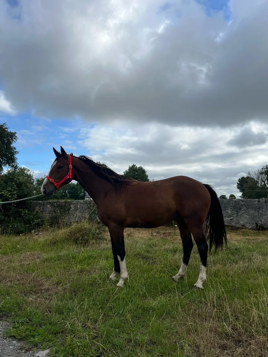 2 geldings - Image 3