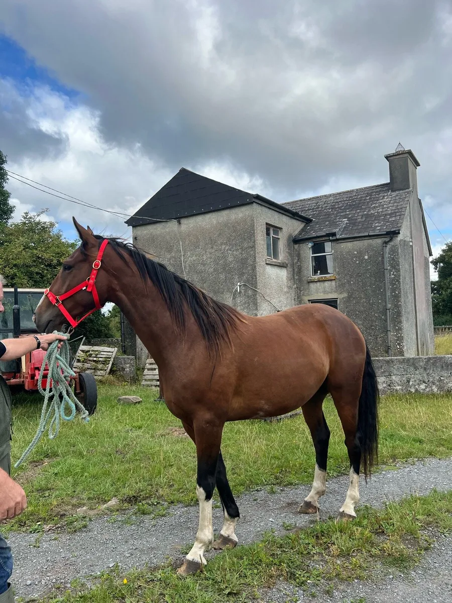 2 geldings - Image 4