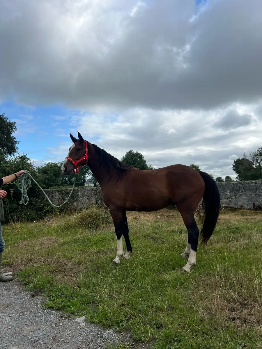 2 geldings - Image 1