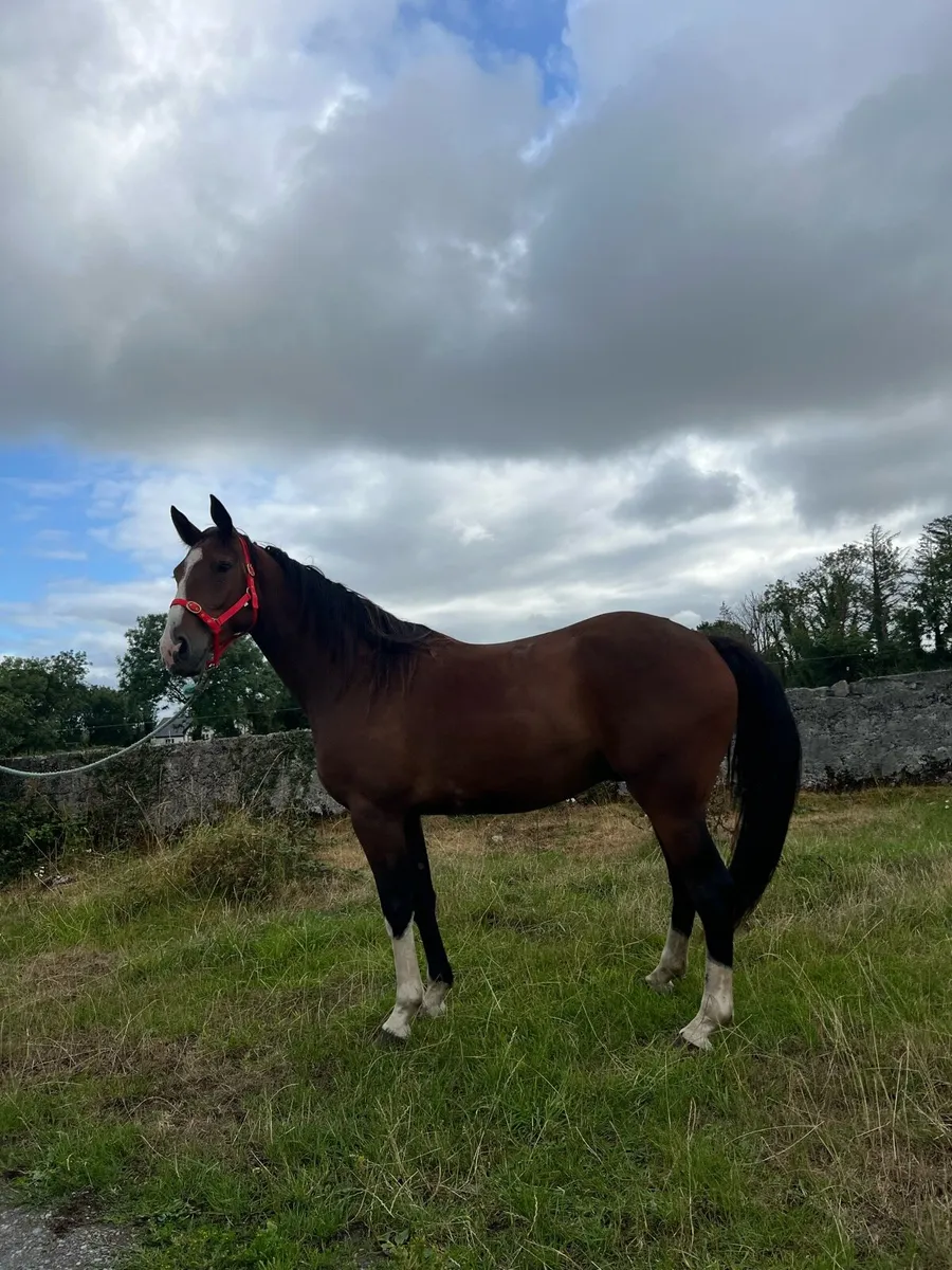 2 geldings - Image 2