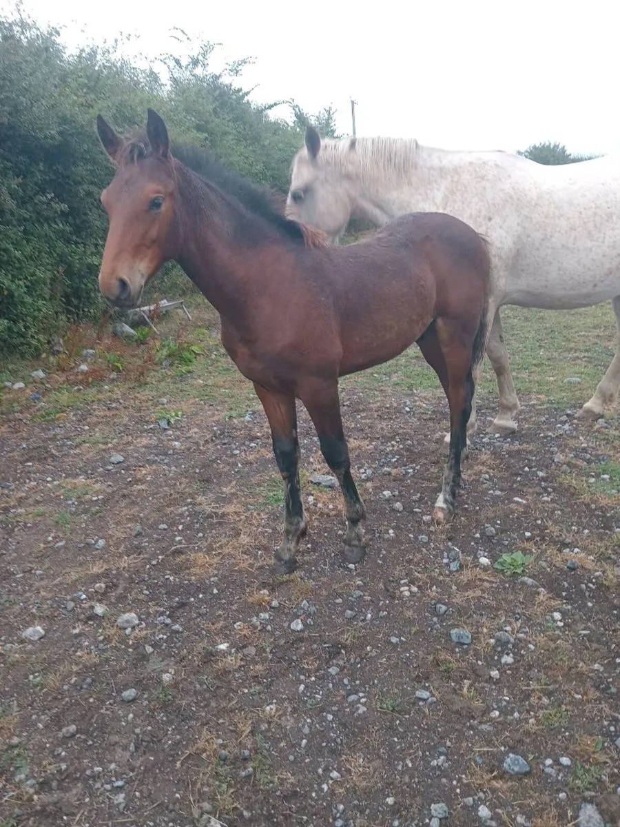 Quality colt foal - Image 3