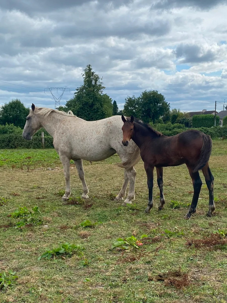 Quality colt foal - Image 1