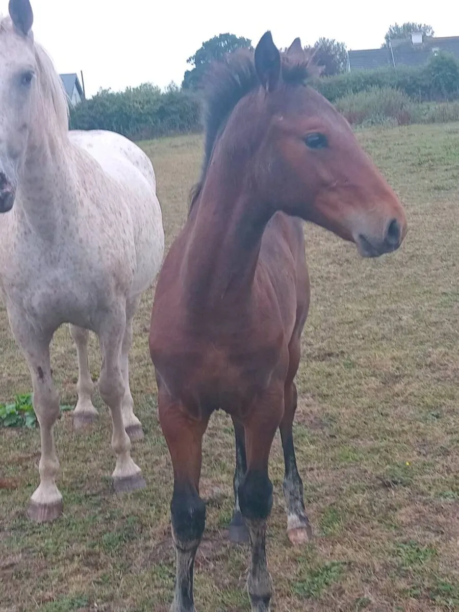 Quality colt foal - Image 2