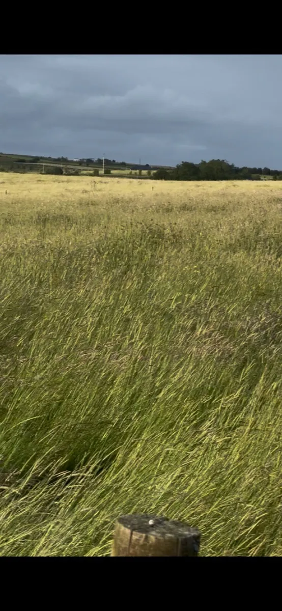 Standing Silage or hay for sale - Image 2
