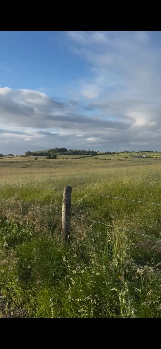 Standing Silage or hay for sale - Image 4