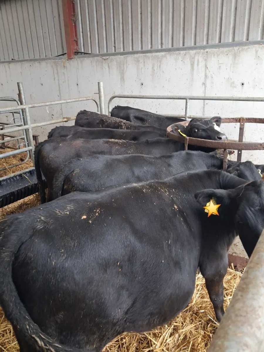 50 AA WEANLINGS- BULLS & HEIFERS - Image 2