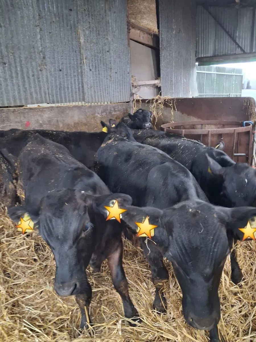 50 AA WEANLINGS- BULLS & HEIFERS - Image 3