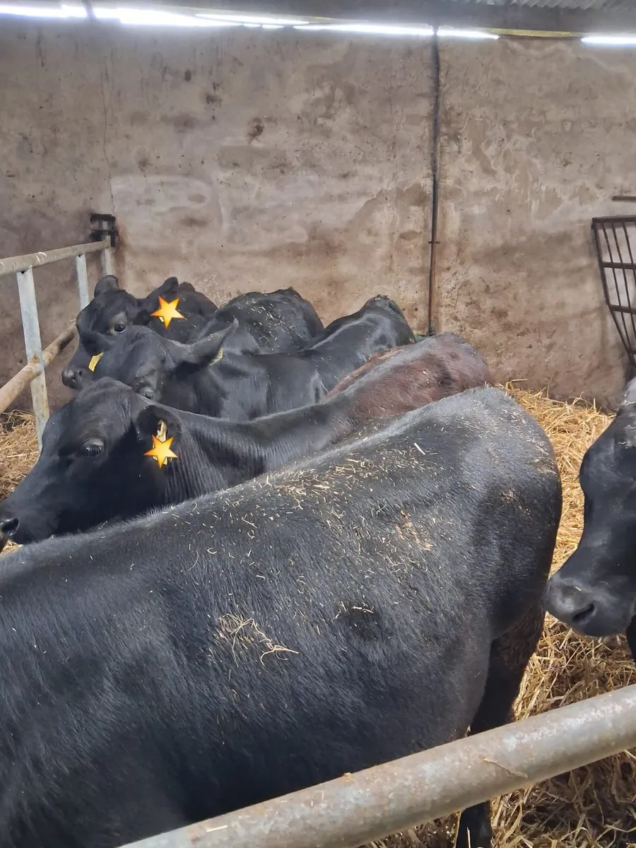 50 AA WEANLINGS- BULLS & HEIFERS - Image 4